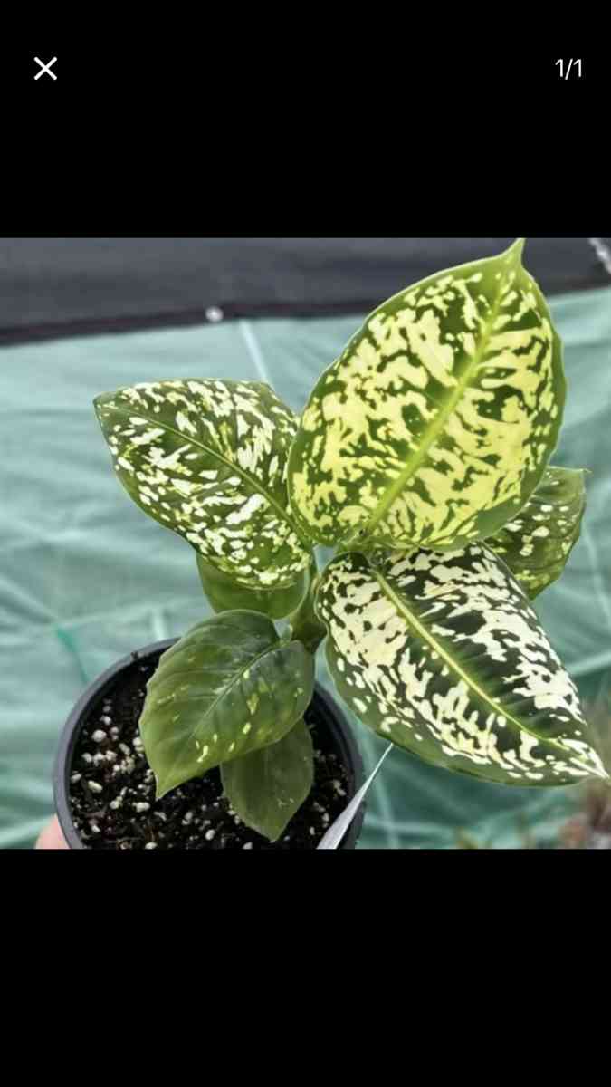 Beautiful House Plants and Succulent - Los Angeles, California - FleaMarketBay