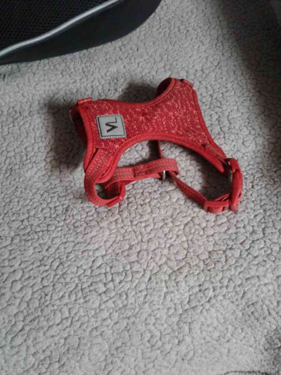 Puppy bundle - Sumter, South Carolina - FleaMarketBay