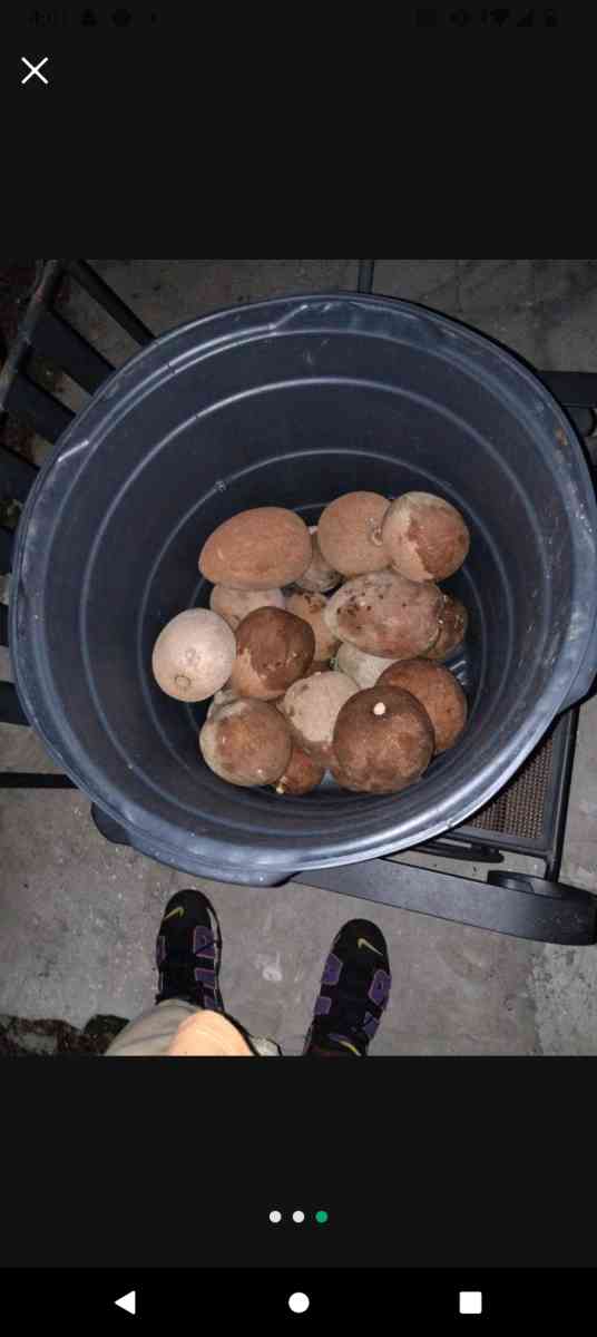 mameys - Homestead, Florida - FleaMarketBay