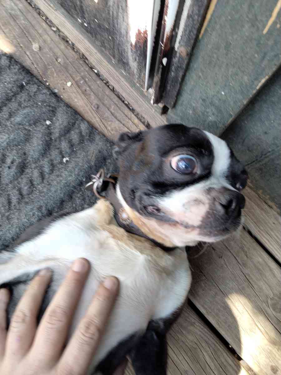 Boston terrier doggies - Peyton, Colorado - FleaMarketBay