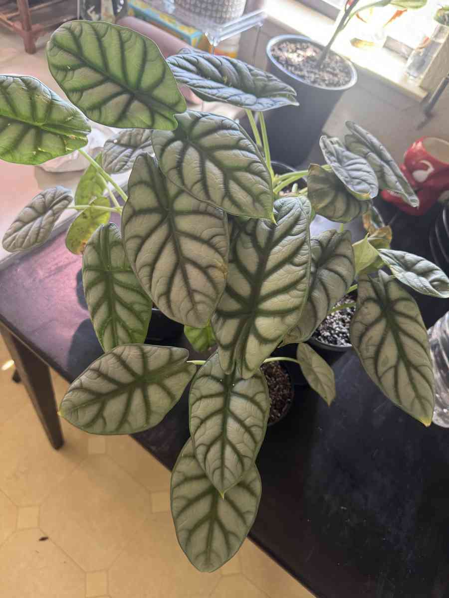 Silver Dragon Alocasia - Alameda, California - FleaMarketBay