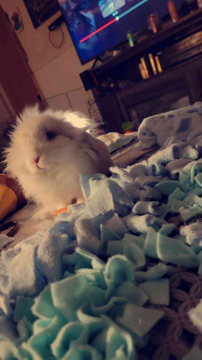 custum snuffle mats washable - Waco, Texas