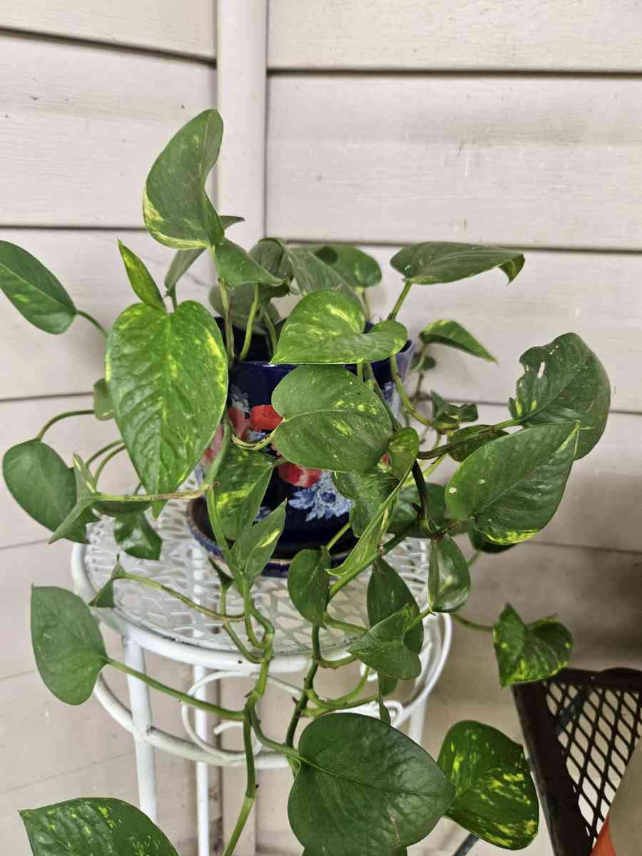 philodendron plants - Clarksburg, West Virginia - FleaMarketBay