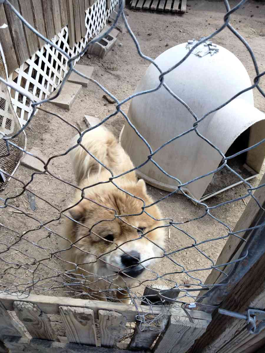 chows - Peyton, Colorado - FleaMarketBay