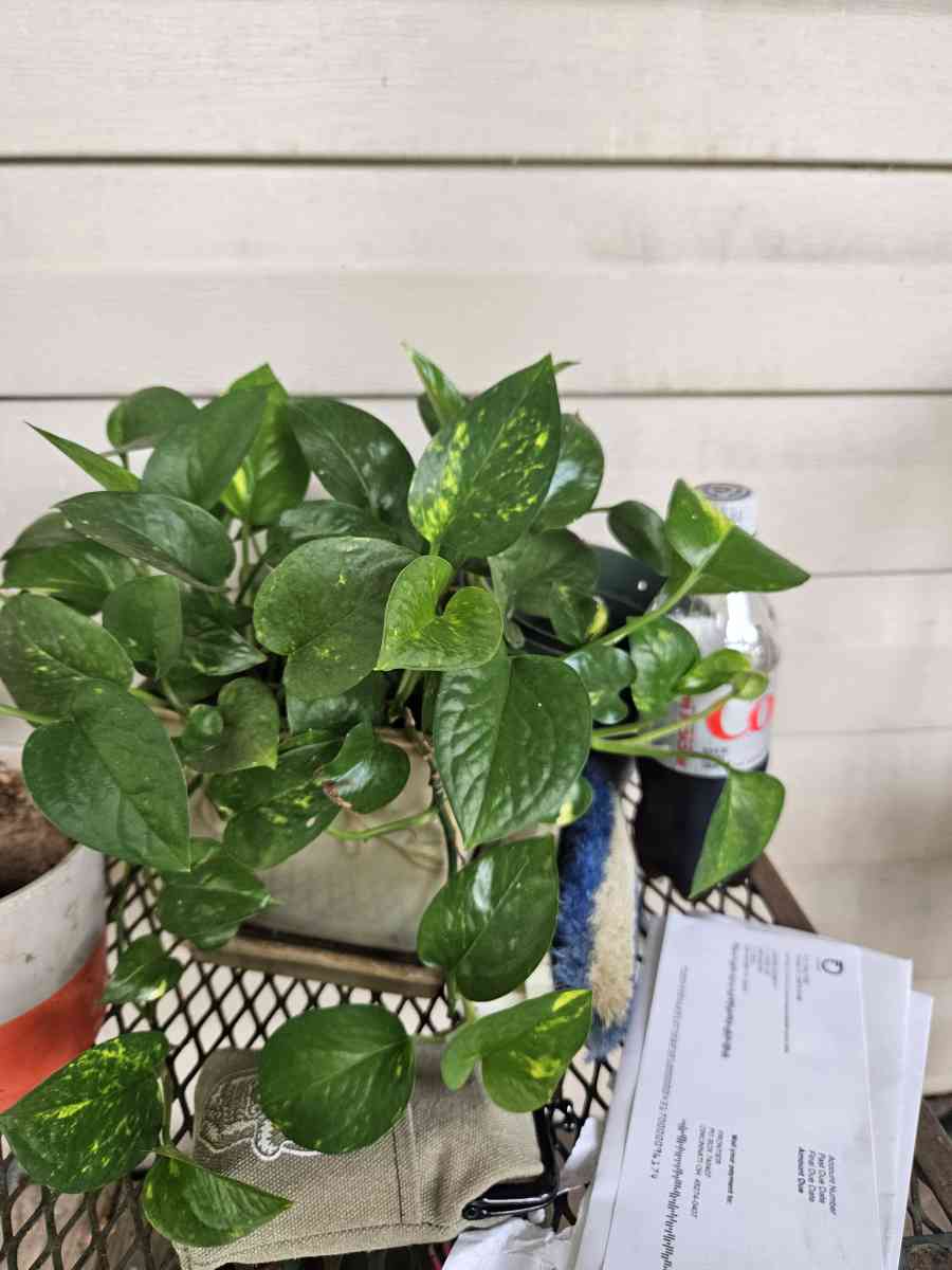 philodendron plants - Clarksburg, West Virginia - FleaMarketBay