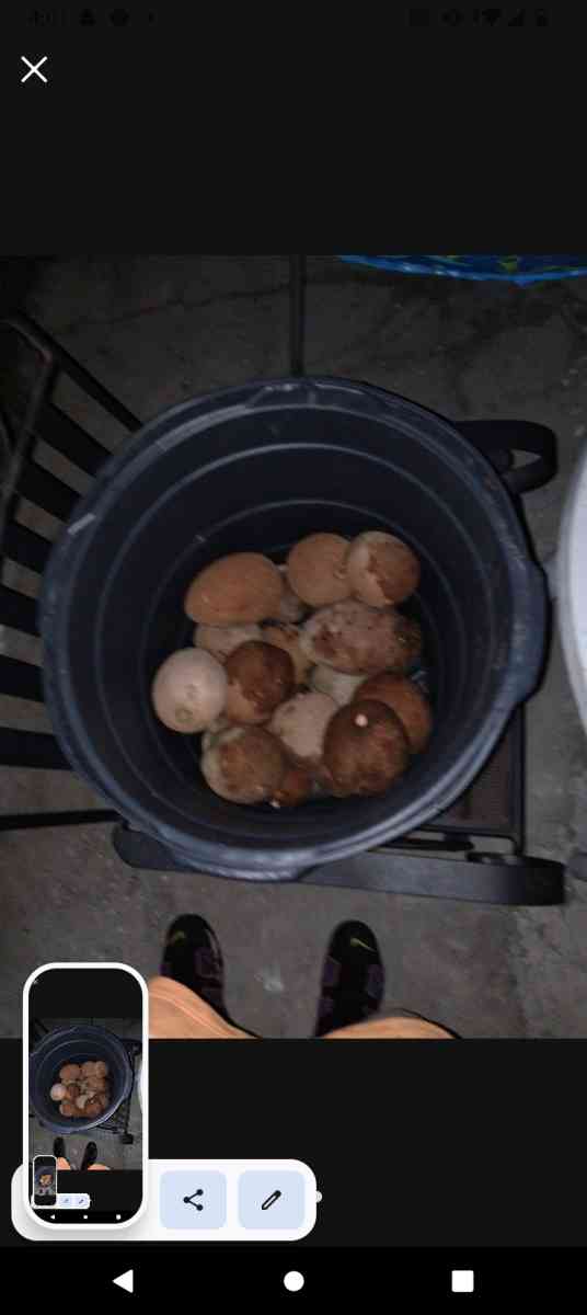 mameys - Homestead, Florida - FleaMarketBay