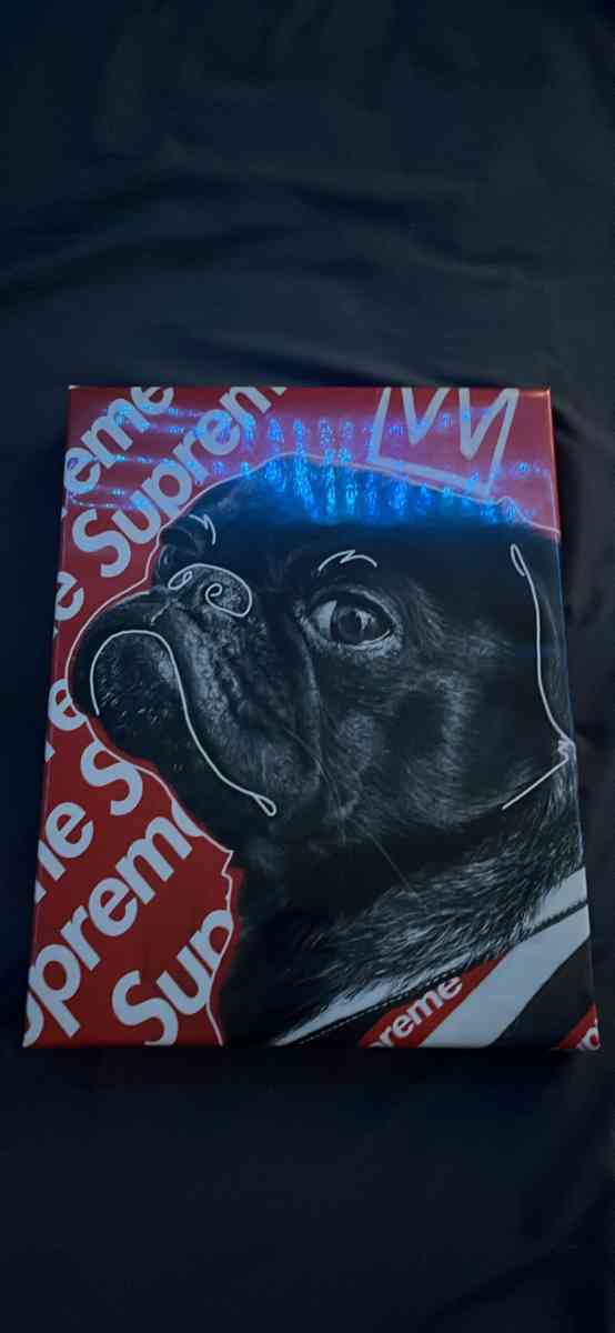 Dog picture - Nazareth, Pennsylvania