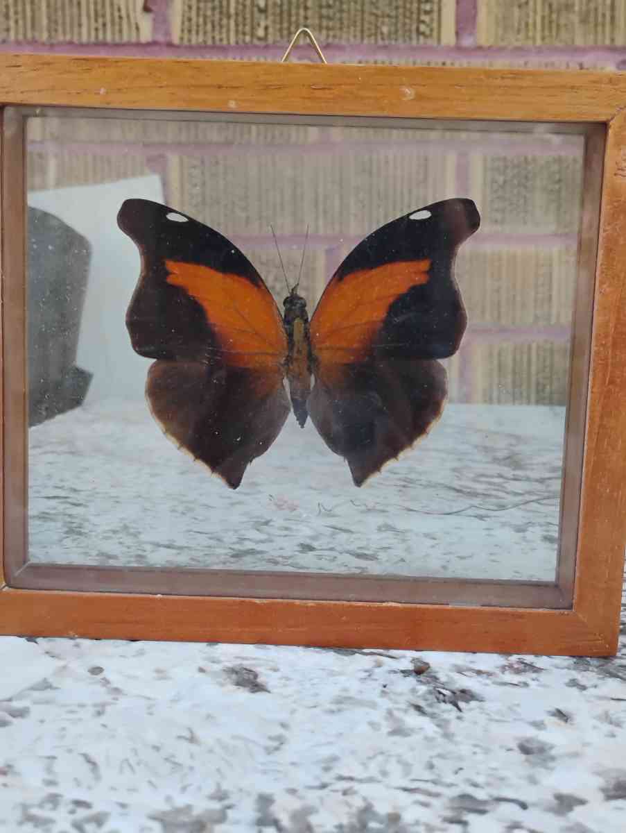 Real Butterfly - Salt Lake City, Utah - FleaMarketBay