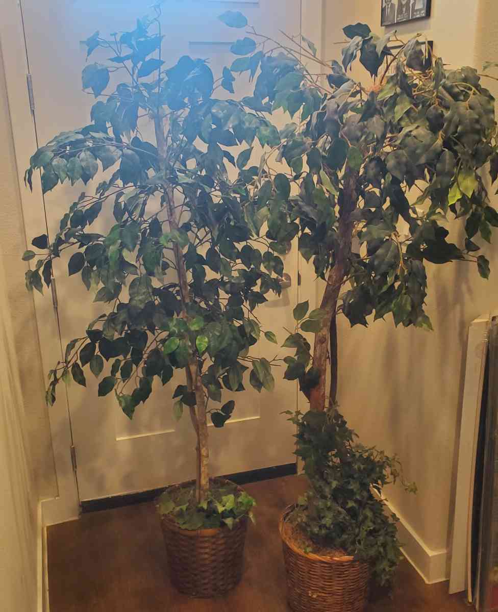2 tall 6 feet artificial Fake trees - Fort Worth, Texas - FleaMarketBay