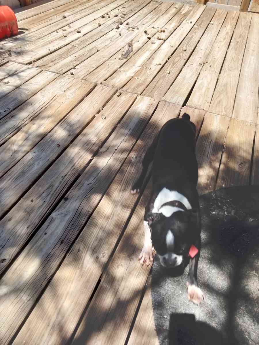 Boston terrier doggies - Peyton, Colorado - FleaMarketBay