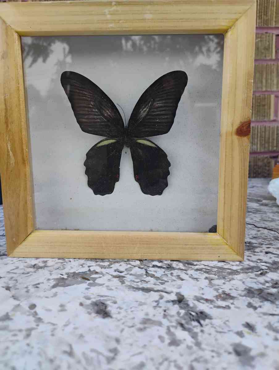 Real Butterfly - Salt Lake City, Utah - FleaMarketBay
