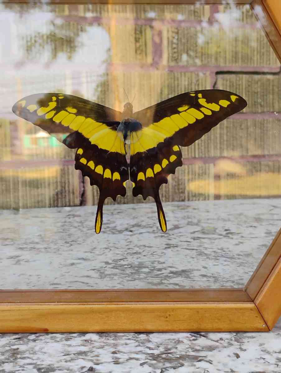 Real Butterfly - Salt Lake City, Utah - FleaMarketBay