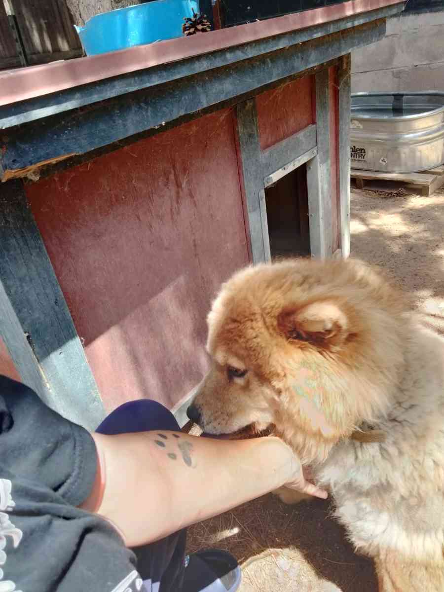 chows - Peyton, Colorado - FleaMarketBay