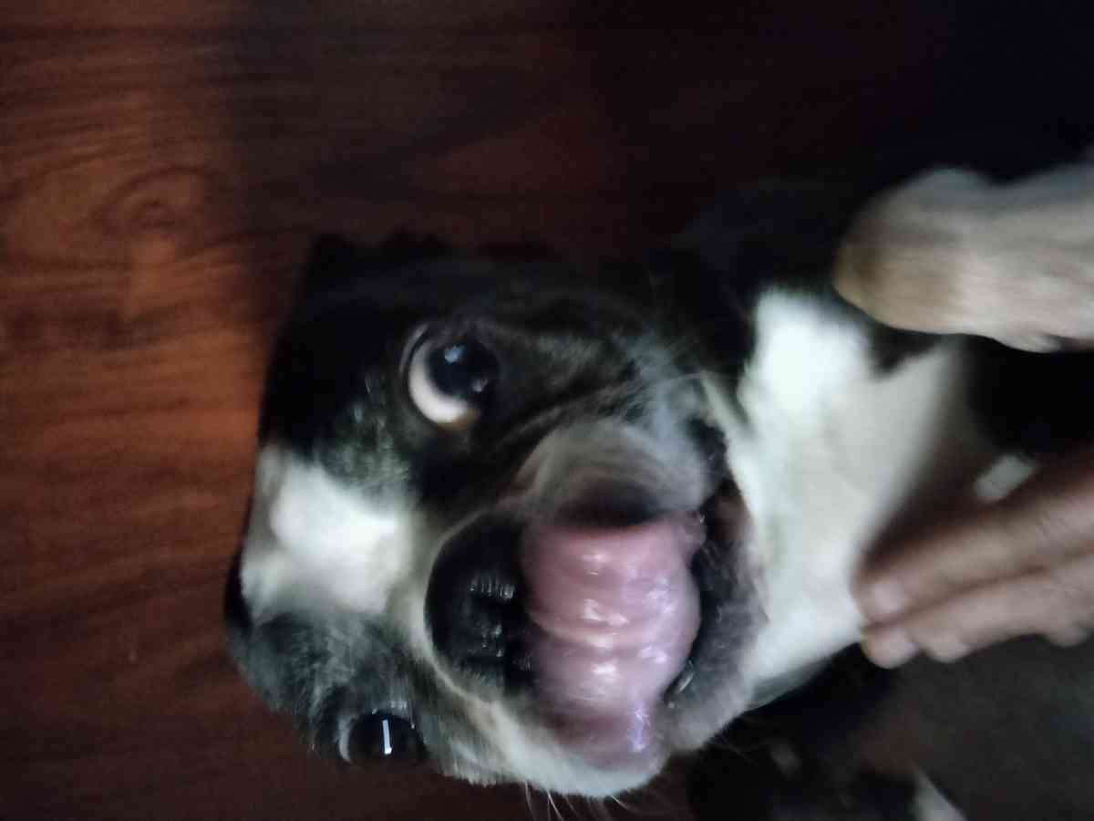 Boston terrier doggies - Peyton, Colorado
