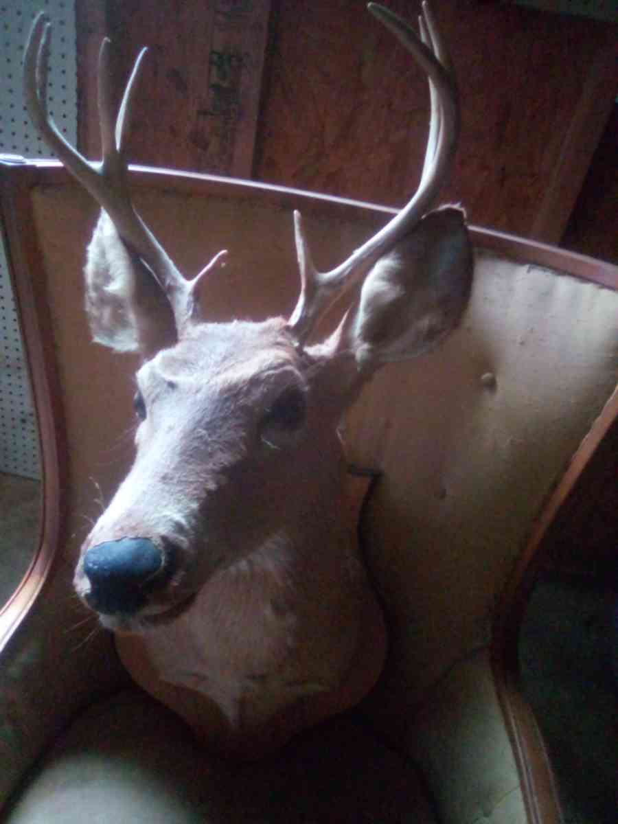mounted deer - Donalsonville, Georgia