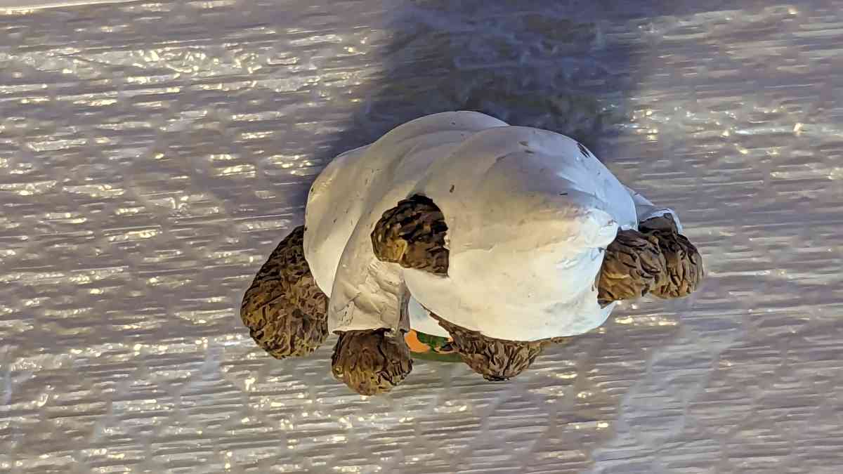 Resin Teddy Bear in a Ghost Costume with a Pumpkin - Phoenix, Arizona - FleaMarketBay