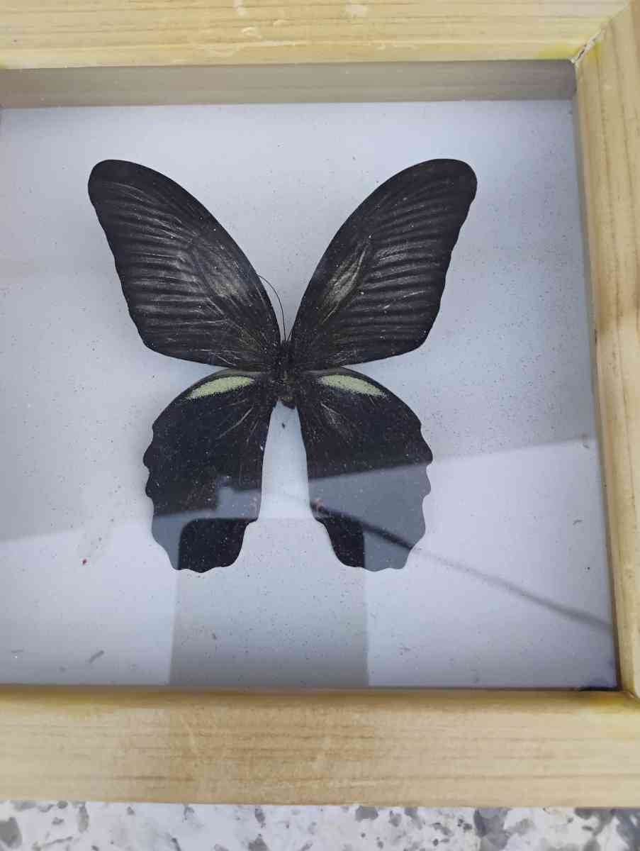 Real Butterfly - Salt Lake City, Utah