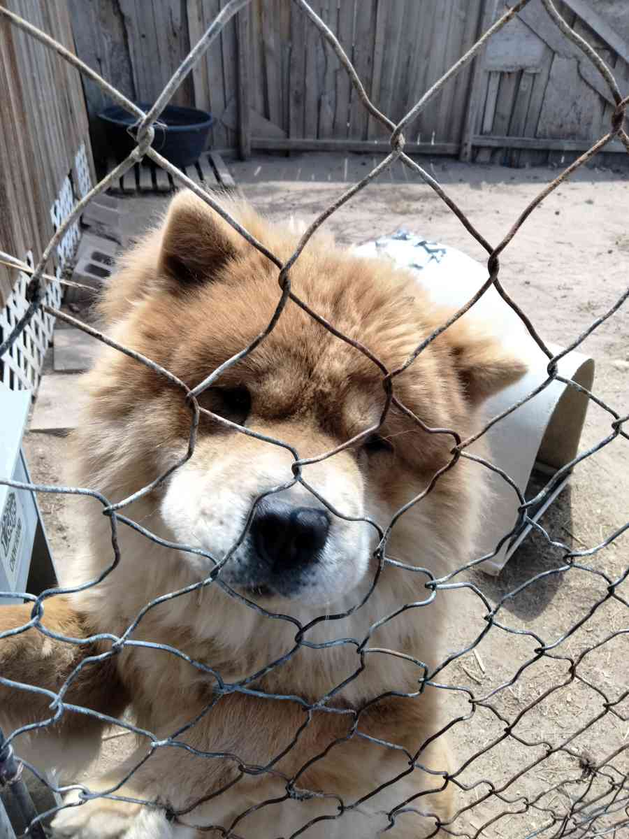 chows - Peyton, Colorado - FleaMarketBay