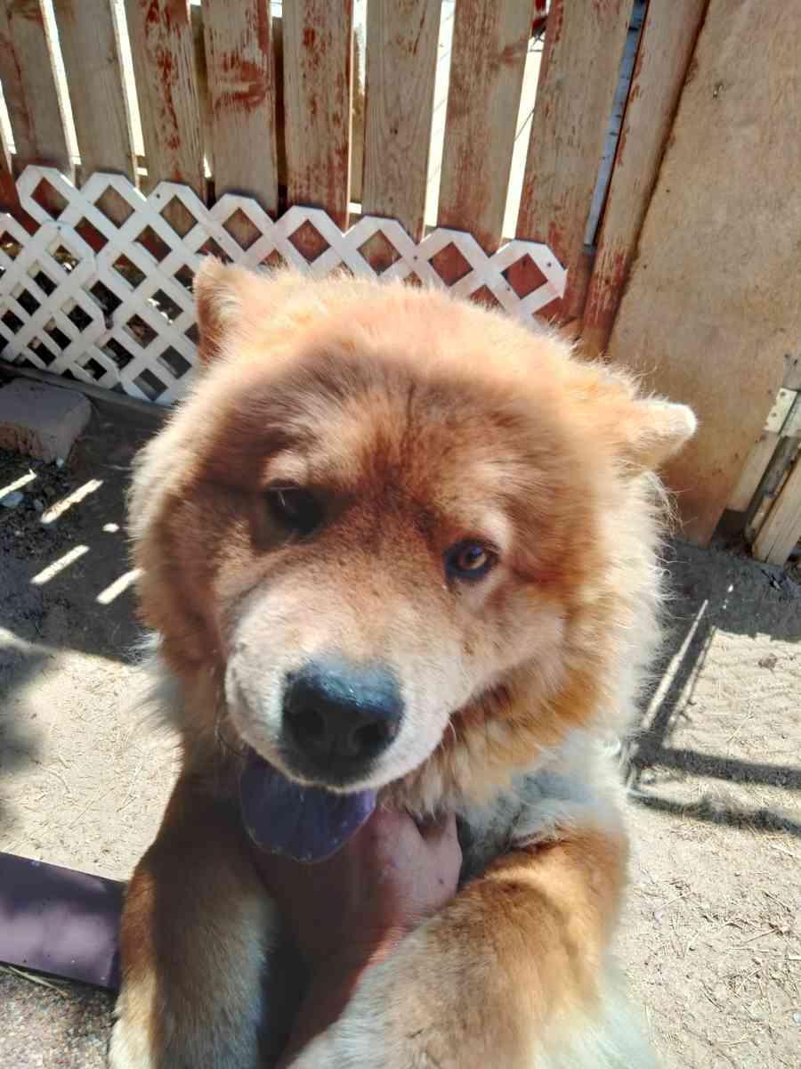 chows - Peyton, Colorado