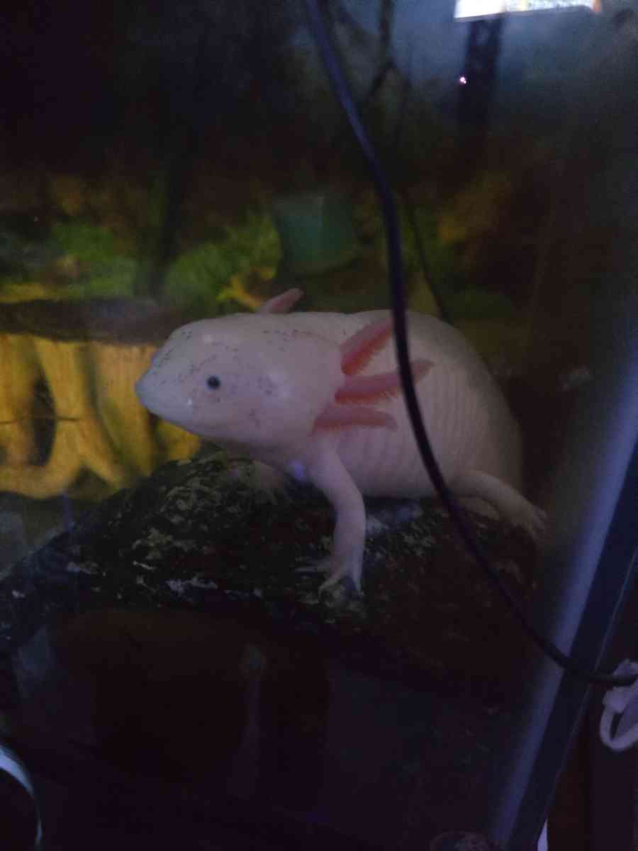 African cichlids convicts and blue polar parrots Tank care - Hartsville, South Carolina - FleaMarketBay