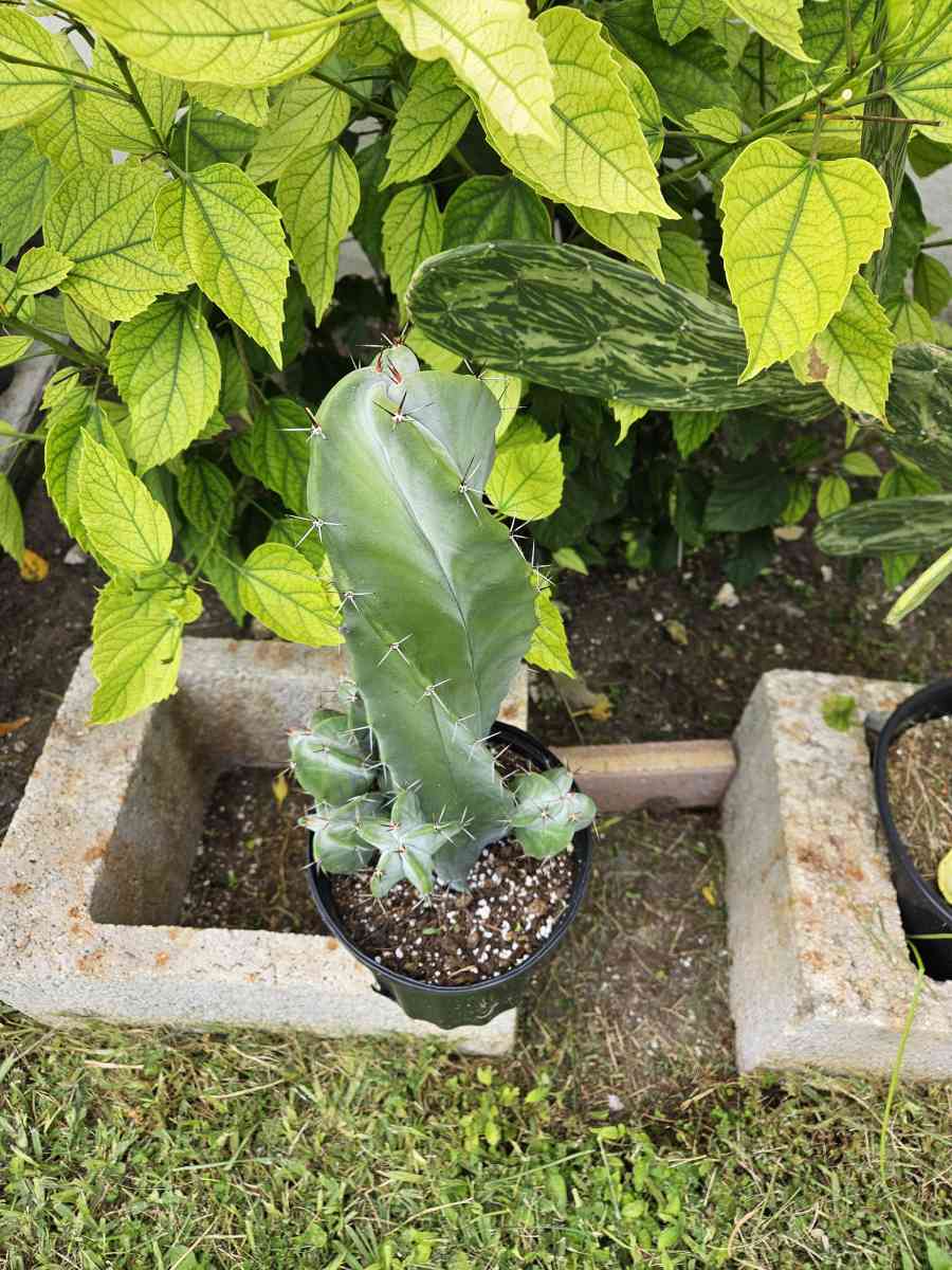 Gray Ghost Organ Pipe - Homestead, Florida - FleaMarketBay