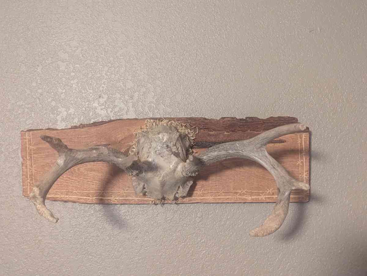 Antlers - Willcox, Arizona - FleaMarketBay