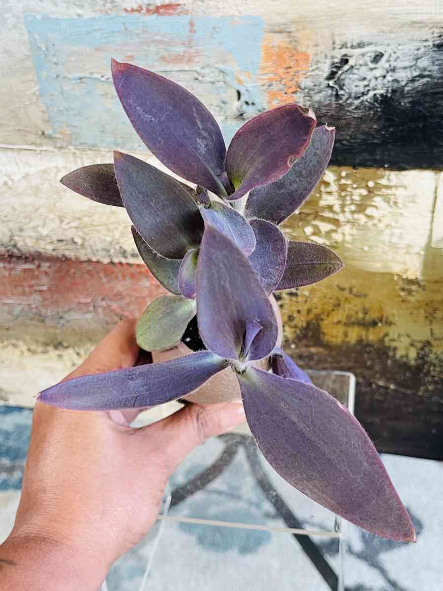 Purple Heart Tradescantia - Riverside, California - FleaMarketBay