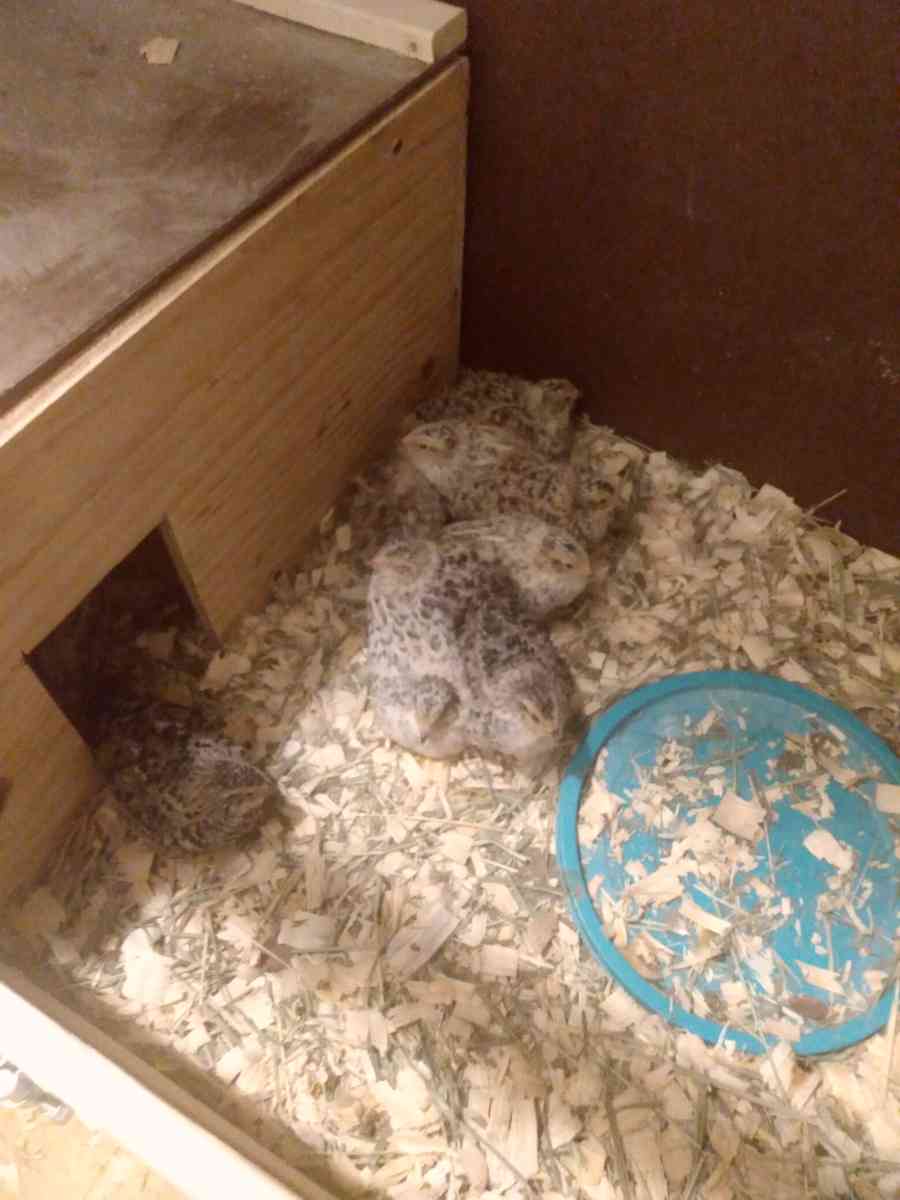 quail and quail products