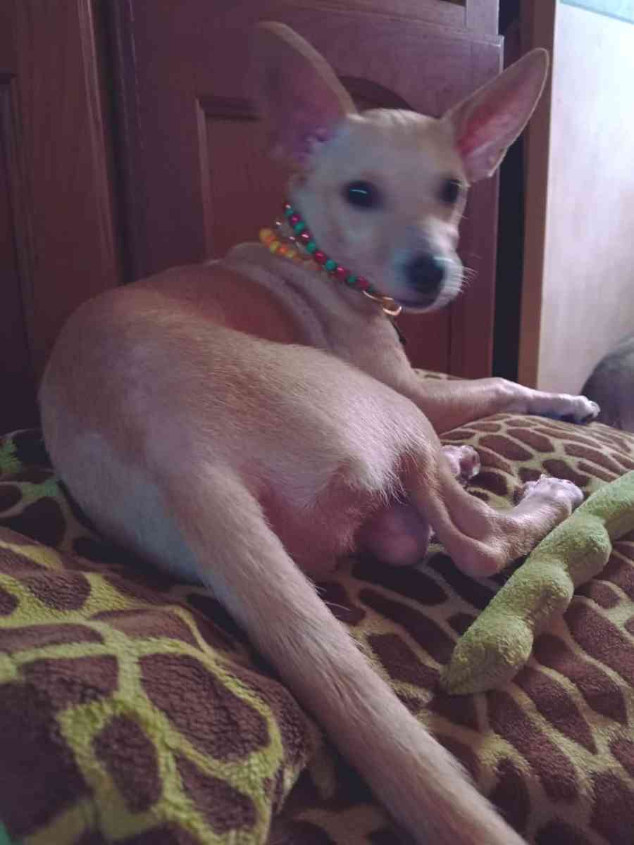 joyeria infinity tania - Altamonte Springs, Florida - FleaMarketBay