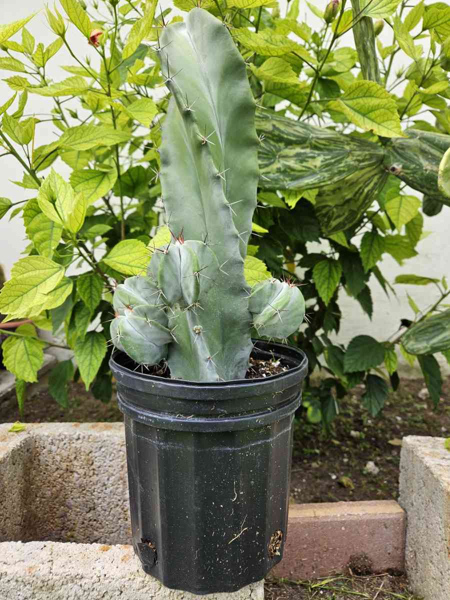 Gray Ghost Organ Pipe - Homestead, Florida
