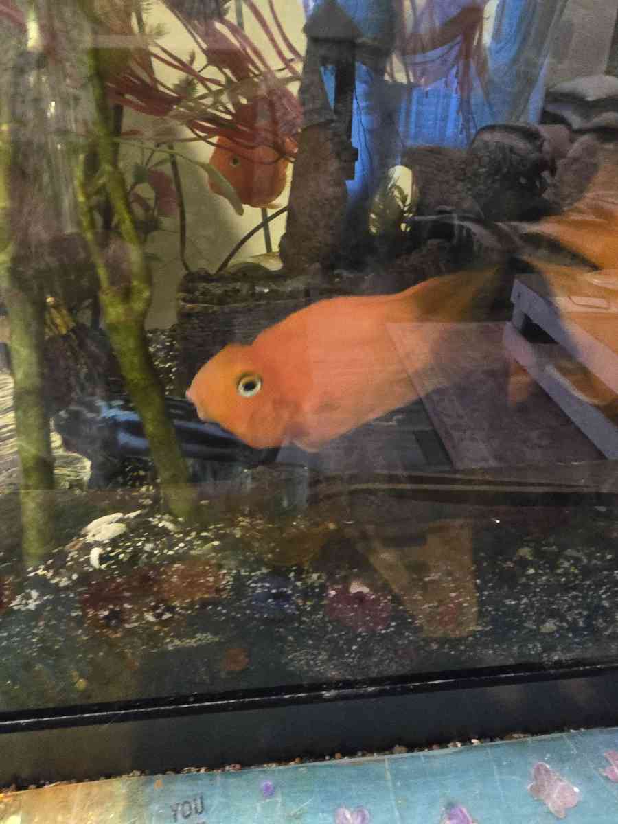 African cichlids convicts and blue polar parrots Tank care - Hartsville, South Carolina