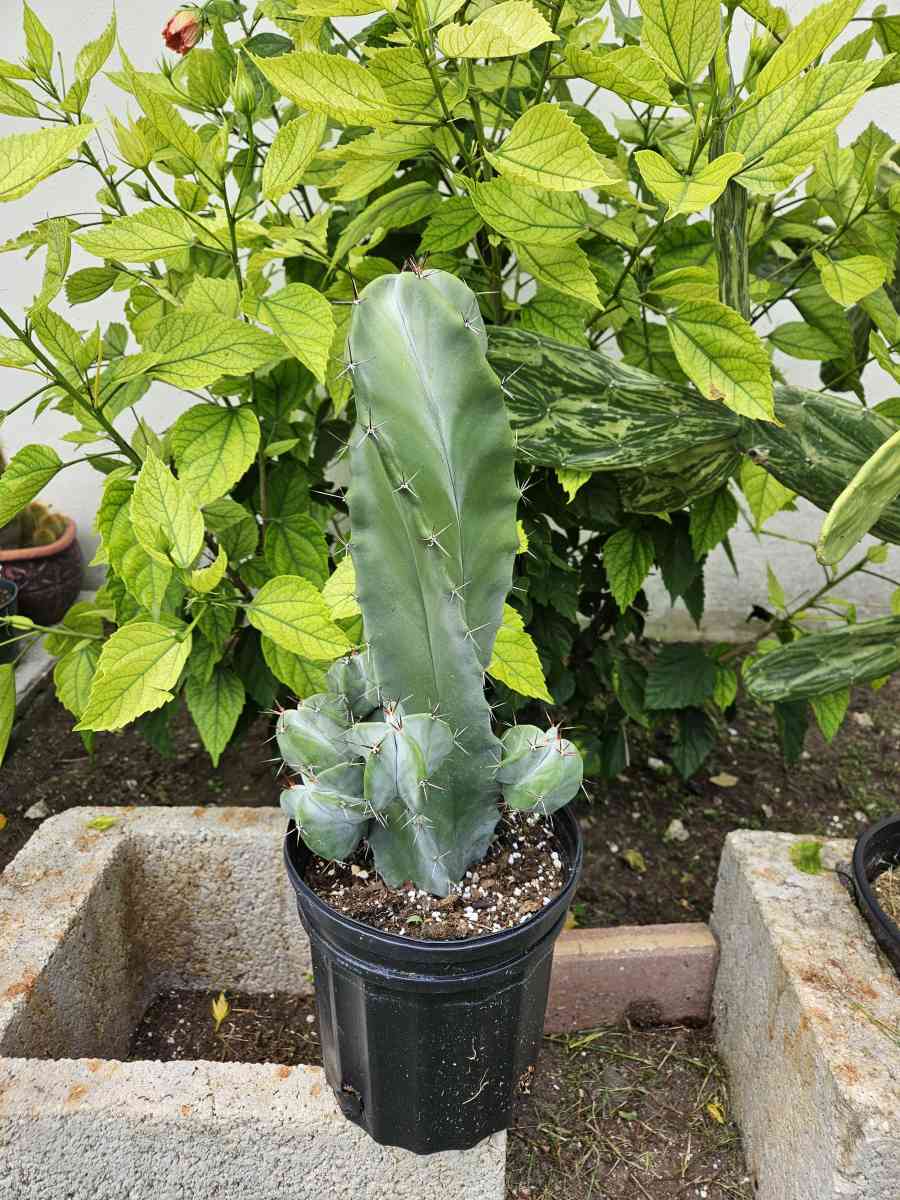 Gray Ghost Organ Pipe - Homestead, Florida - FleaMarketBay