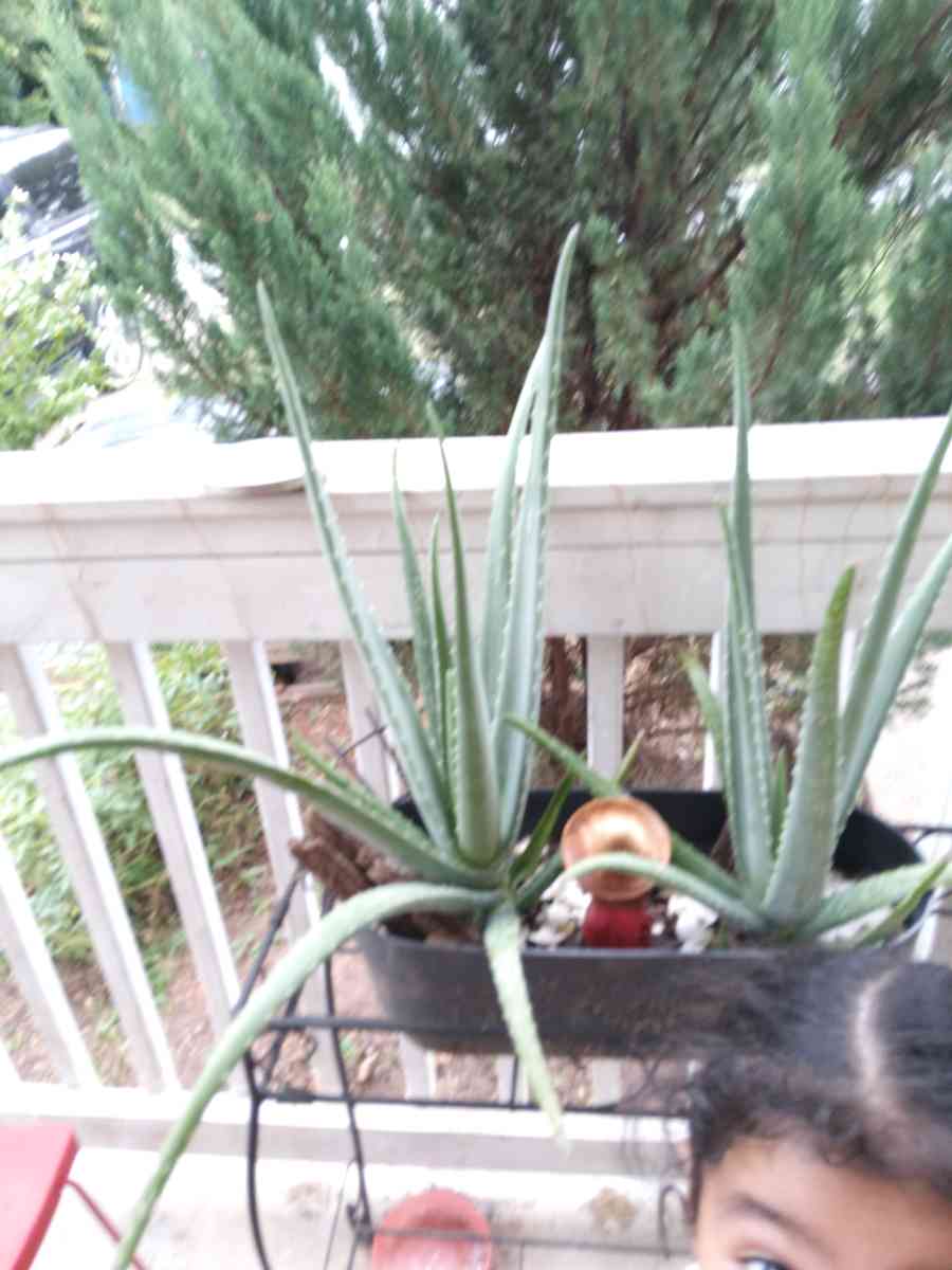 savilas   ruda romero DIFERENTE PRECIO - Forest Park, Georgia - FleaMarketBay