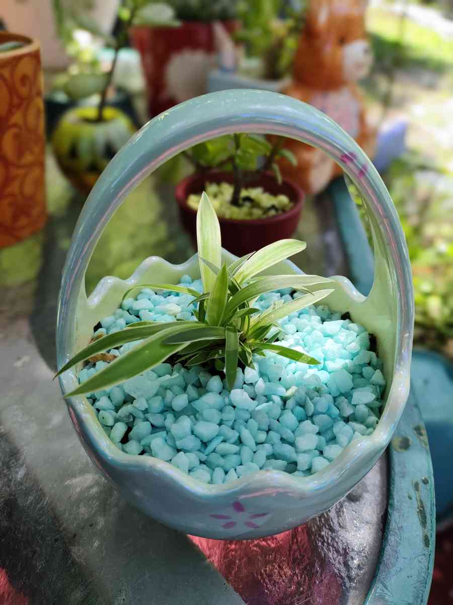 plantas naturales natural plants - Lehigh Acres, Florida - FleaMarketBay