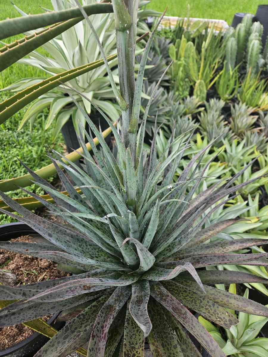 Mangave pineapple express - Homestead, Florida - FleaMarketBay