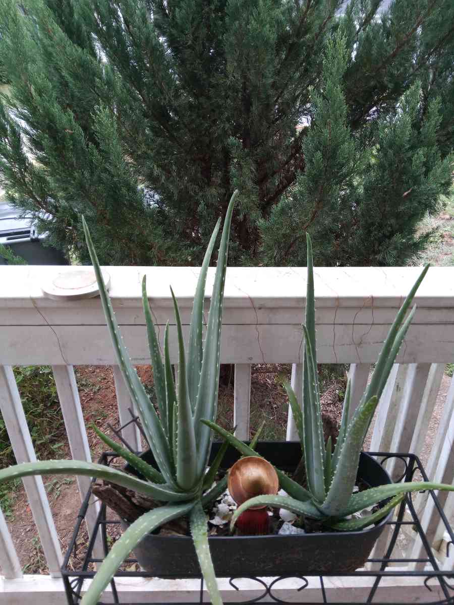 savilas   ruda romero DIFERENTE PRECIO - Forest Park, Georgia - FleaMarketBay