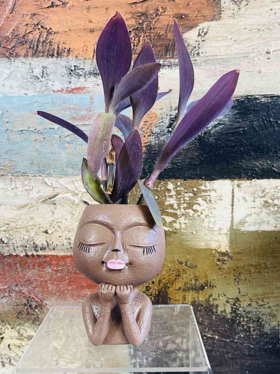 Purple Heart Tradescantia - Riverside, California - FleaMarketBay