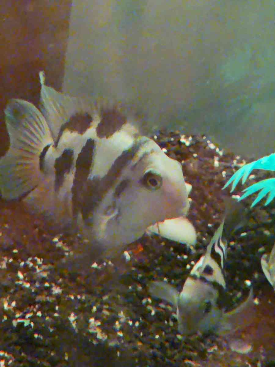 African cichlids convicts and blue polar parrots Tank care - Hartsville, South Carolina - FleaMarketBay