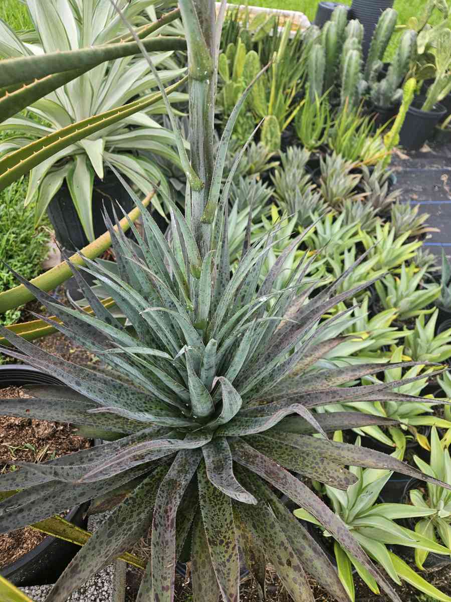 Mangave pineapple express - Homestead, Florida - FleaMarketBay