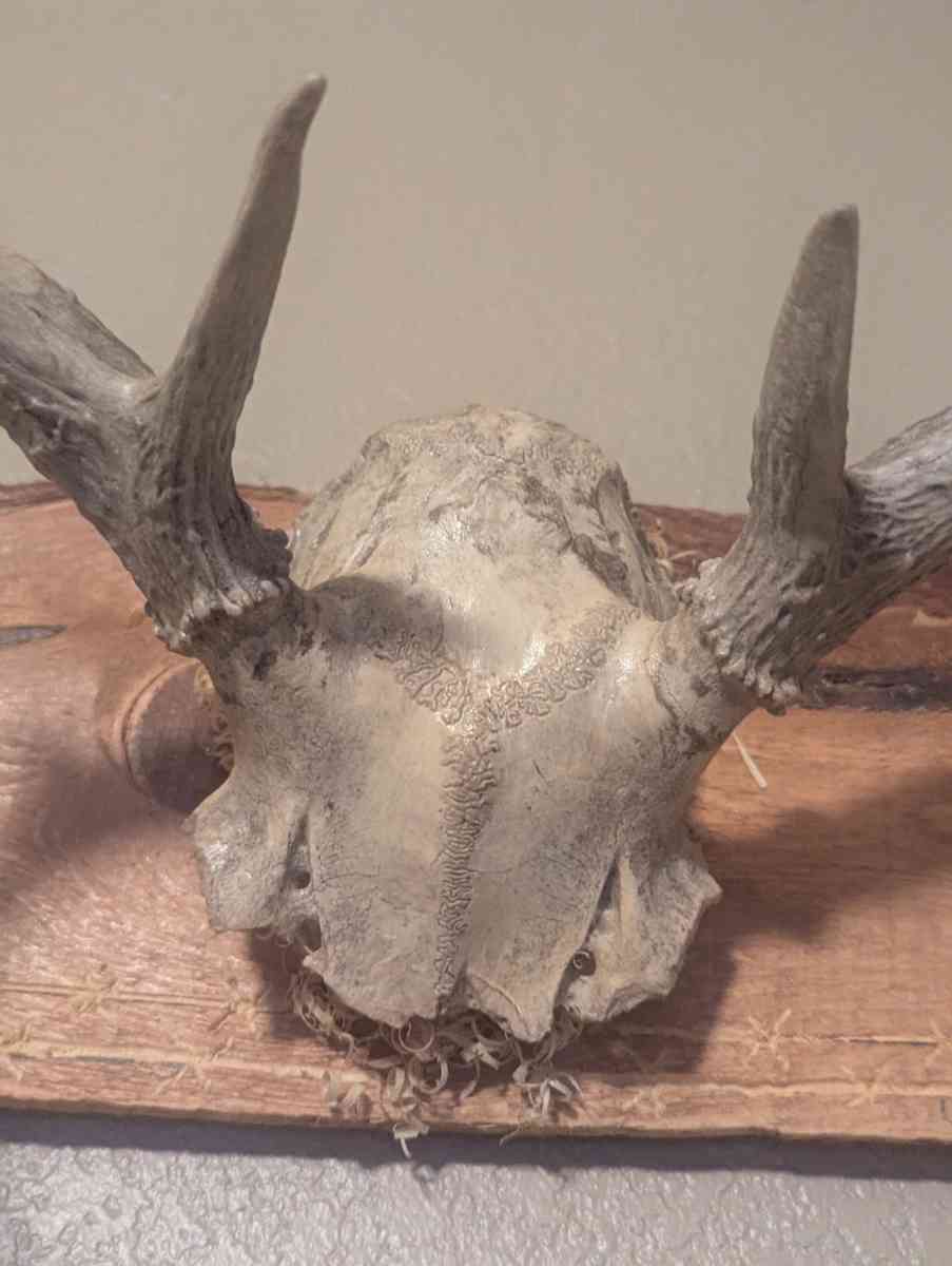 Antlers - Willcox, Arizona - FleaMarketBay