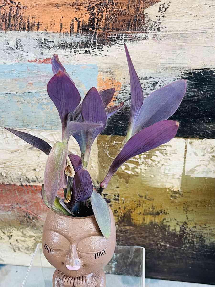 Purple Heart Tradescantia - Riverside, California - FleaMarketBay