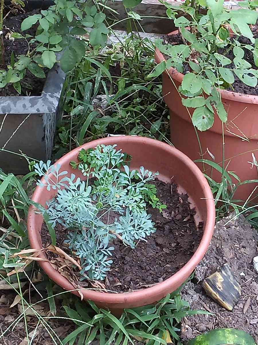 savilas   ruda romero DIFERENTE PRECIO - Forest Park, Georgia - FleaMarketBay