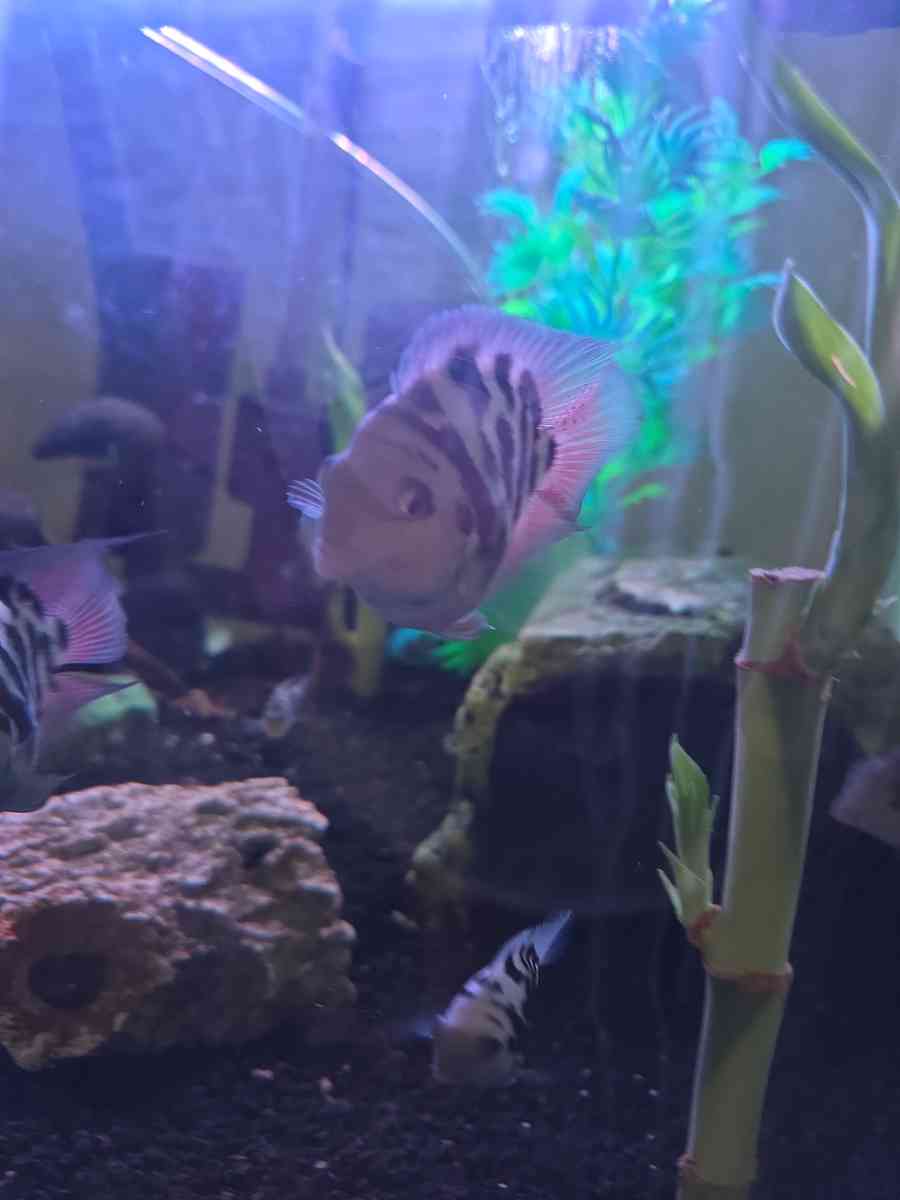 African cichlids convicts and blue polar parrots Tank care - Hartsville, South Carolina - FleaMarketBay