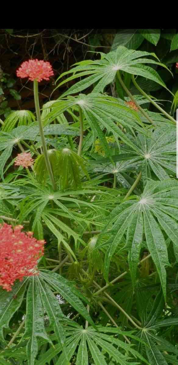 Coral Plants  Jatropa Mutifida - Boynton Beach, Florida - FleaMarketBay