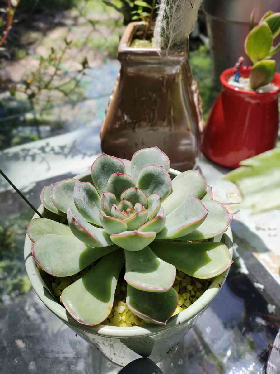 plantas naturales natural plants - Lehigh Acres, Florida - FleaMarketBay