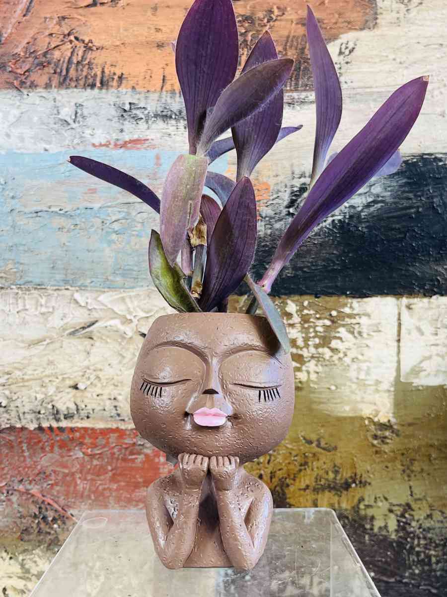 Purple Heart Tradescantia - Riverside, California