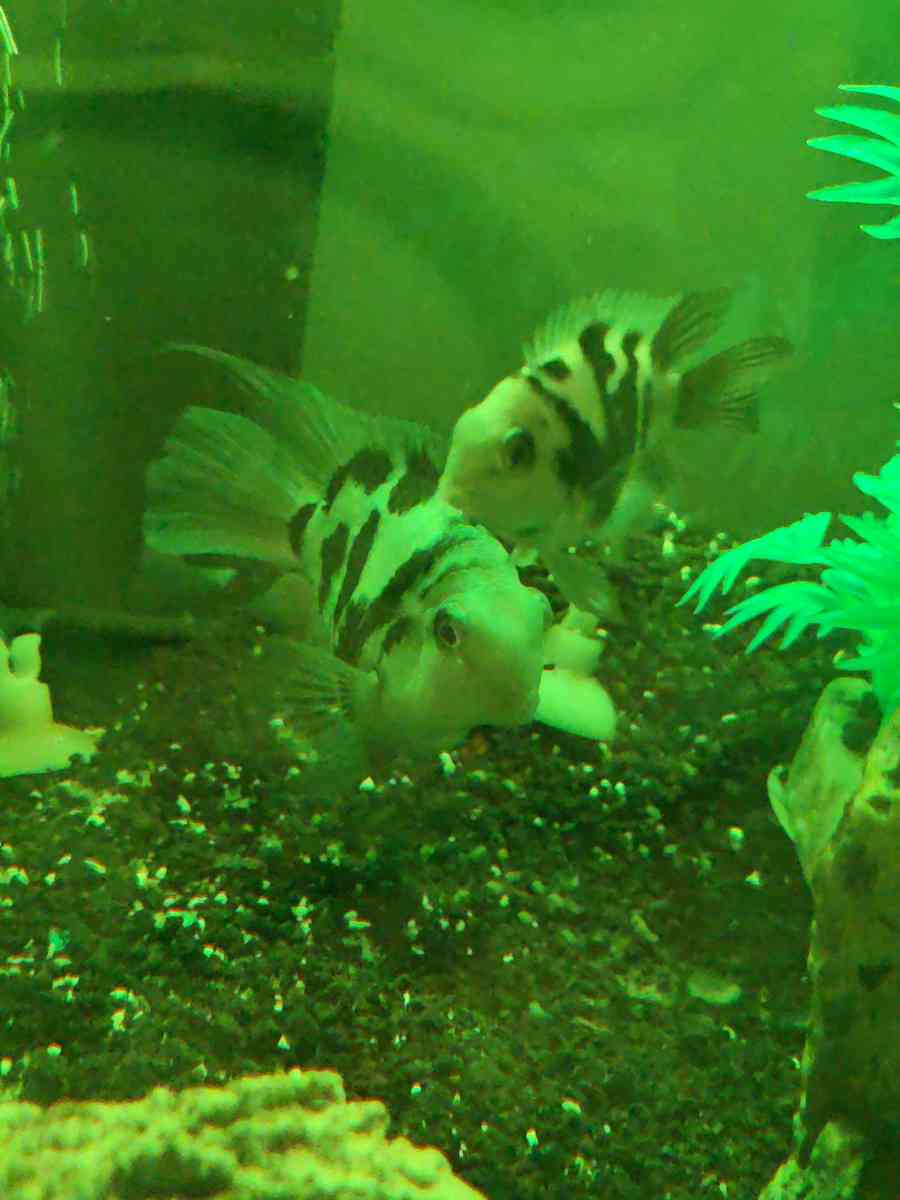 African cichlids convicts and blue polar parrots Tank care - Hartsville, South Carolina - FleaMarketBay