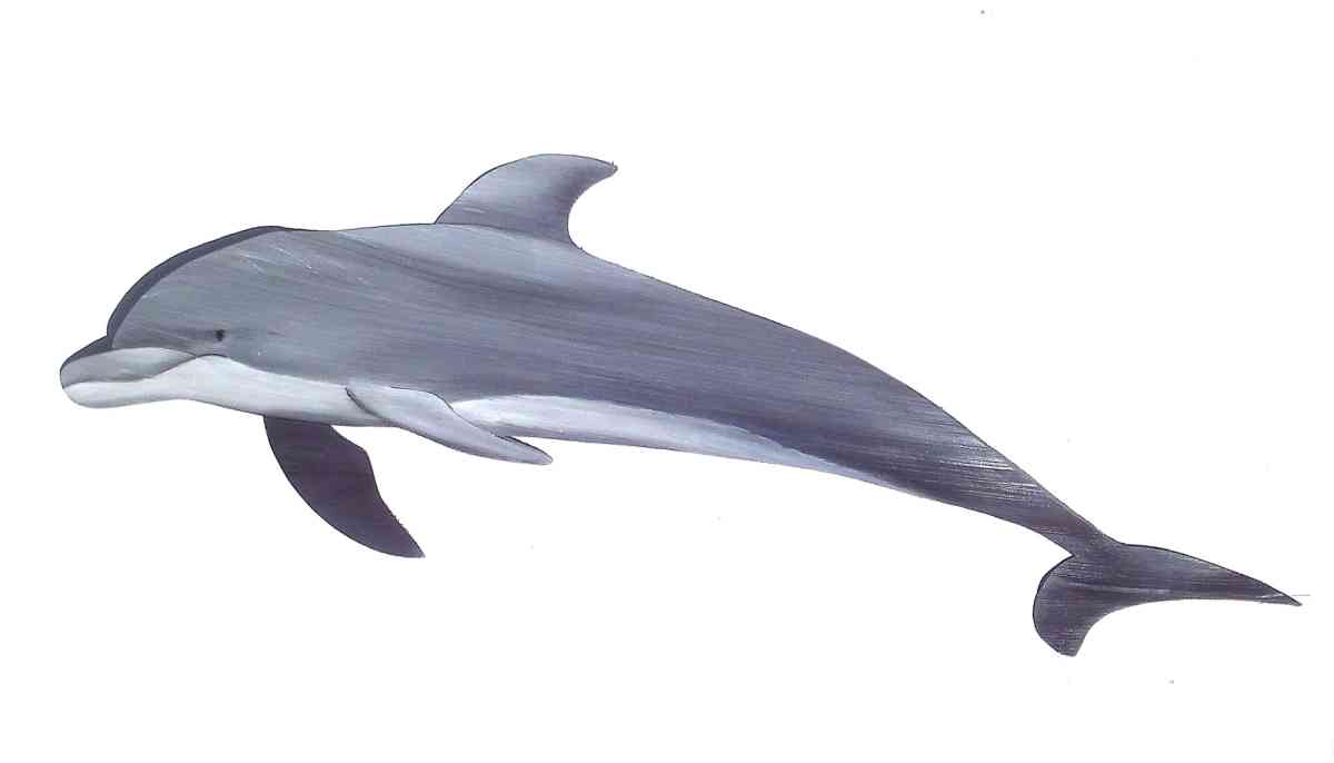 Dolphin hand painted from palm tree frond - Fort Pierce, Florida - FleaMarketBay