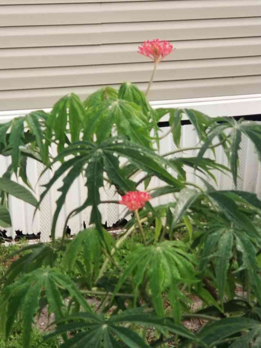 Coral Plants  Jatropa Mutifida - Boynton Beach, Florida