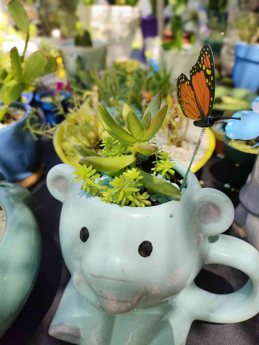 plantas naturales natural plants - Lehigh Acres, Florida - FleaMarketBay